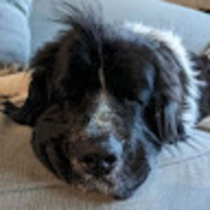 Meet your Posher, Dory